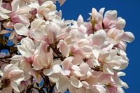 magnolia-2156716_1280